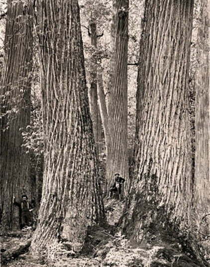 {Castanea dentata}